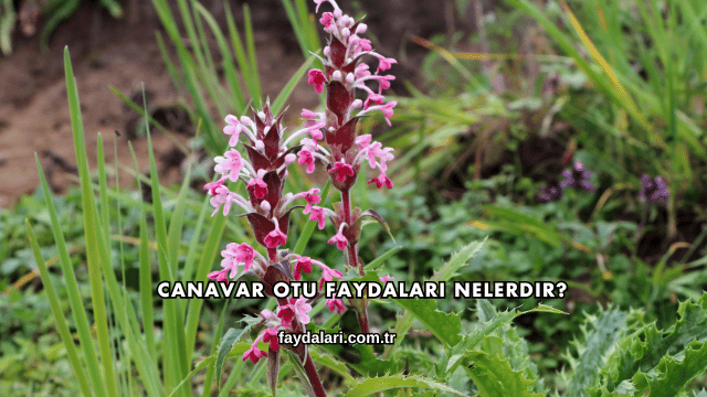 Canavar Otu Faydaları Nelerdir?