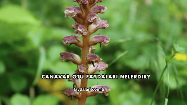 Canavar Otu Faydaları Nelerdir?