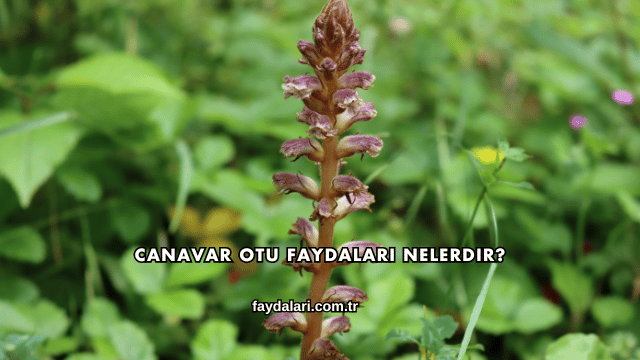 Canavar Otu Faydaları Nelerdir?
