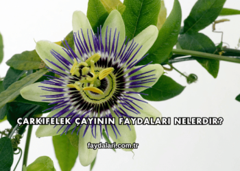 Çarkıfelek Çayının Faydaları Nelerdir?