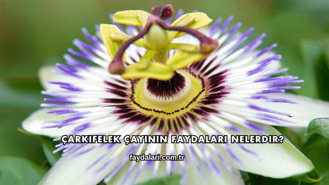 Çarkıfelek Çayının Faydaları Nelerdir?