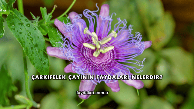 Çarkıfelek Çayının Faydaları Nelerdir?