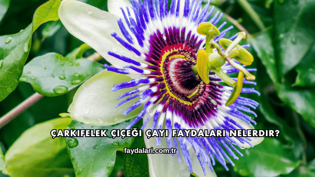 Çarkıfelek Çiçeği Çayı Faydaları Nelerdir?