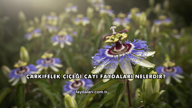 Çarkıfelek Çiçeği Çayı Faydaları Nelerdir?