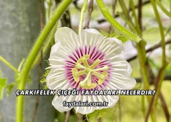 Çarkıfelek Çiçeği Faydaları Nelerdir?