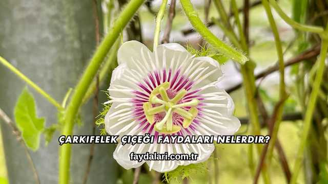 Çarkıfelek Çiçeği Faydaları Nelerdir?