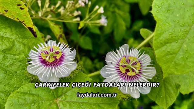 Çarkıfelek Çiçeği Faydaları Nelerdir?