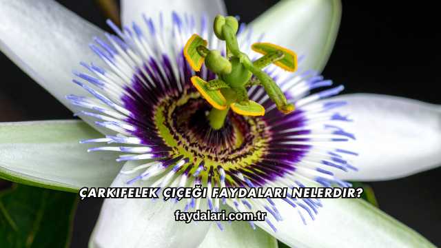 Çarkıfelek Çiçeği Faydaları Nelerdir?