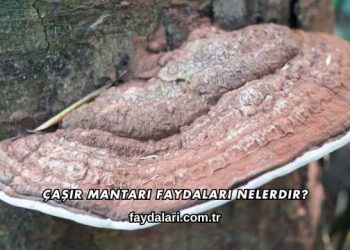 Çaşır Mantarı Faydaları Nelerdir?