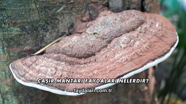 Çaşır Mantarı Faydaları Nelerdir?