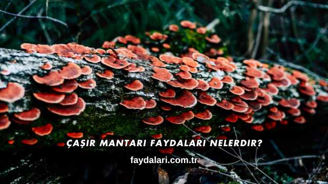 Çaşır Mantarı Faydaları Nelerdir?