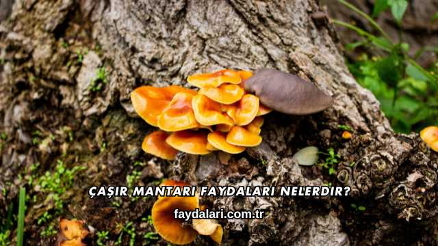 Çaşır Mantarı Faydaları Nelerdir?