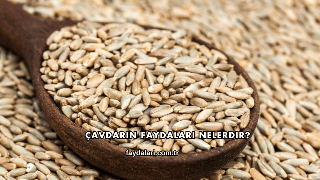 Çavdarın Faydaları Nelerdir?