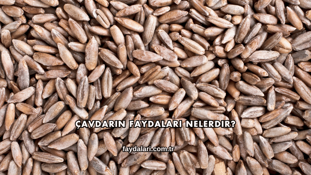 Çavdarın Faydaları Nelerdir?