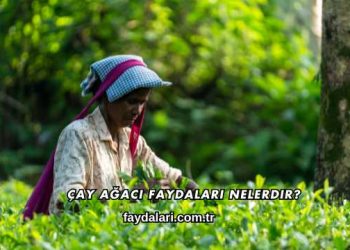 Çay Ağacı Faydaları Nelerdir?