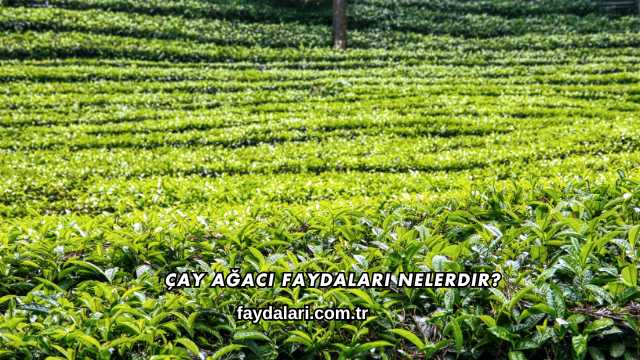 Çay Ağacı Faydaları Nelerdir?
