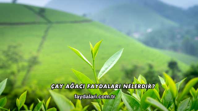 Çay Ağacı Faydaları Nelerdir?
