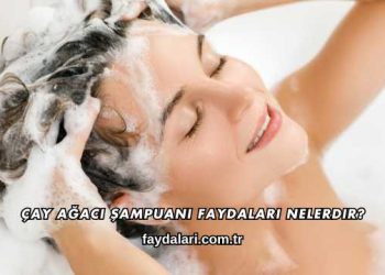 Çay Ağacı Şampuanı Faydaları Nelerdir?