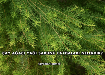 Çay Ağacı Yağı Sabunu Faydaları Nelerdir?