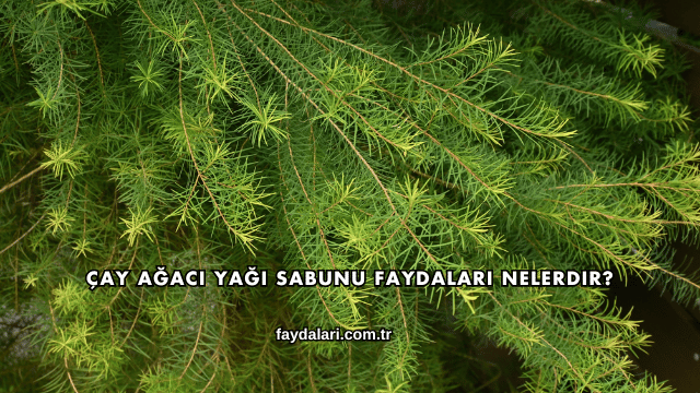 Çay Ağacı Yağı Sabunu Faydaları Nelerdir?