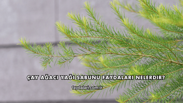 Çay Ağacı Yağı Sabunu Faydaları Nelerdir?