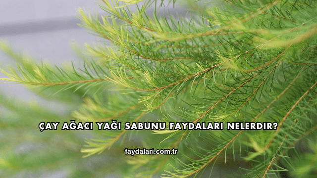 Çay Ağacı Yağı Sabunu Faydaları Nelerdir?