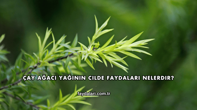 Çay Ağacı Yağının Cilde Faydaları Nelerdir?