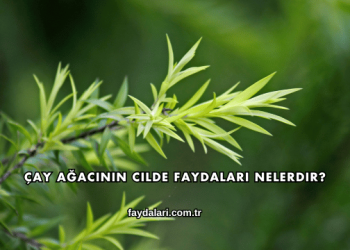 Çay Ağacının Cilde Faydaları Nelerdir?