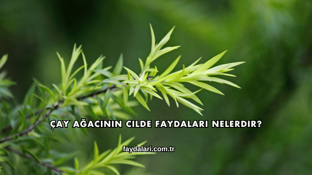 Çay Ağacının Cilde Faydaları Nelerdir?