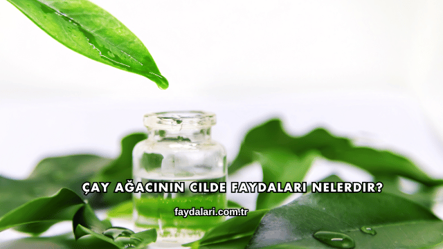 Çay Ağacının Cilde Faydaları Nelerdir?