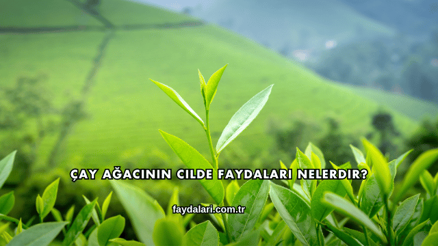 Çay Ağacının Cilde Faydaları Nelerdir?