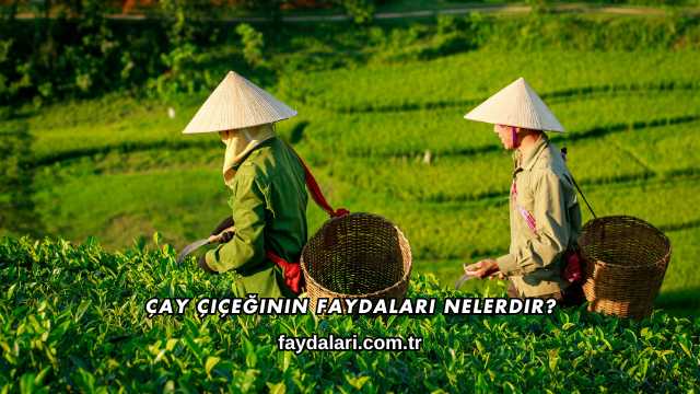 Çay Çiçeğinin Faydaları Nelerdir?
