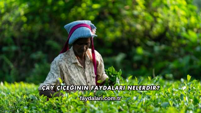 Çay Çiçeğinin Faydaları Nelerdir?