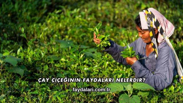 Çay Çiçeğinin Faydaları Nelerdir?