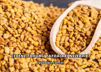 Çedene Tohumu Faydaları Nelerdir?