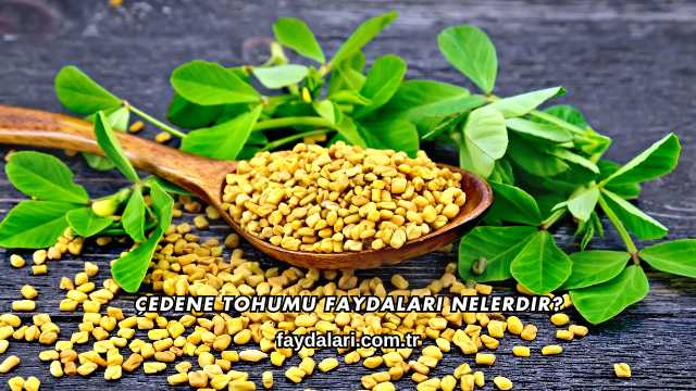 Çedene Tohumu Faydaları Nelerdir?