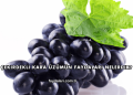 Çekirdekli Kara Üzümün Faydaları Nelerdir?