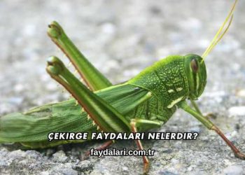 Çekirge Faydaları Nelerdir?