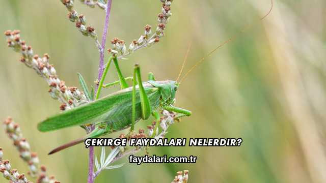Çekirge Faydaları Nelerdir?