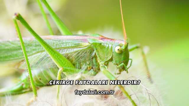 Çekirge Faydaları Nelerdir?