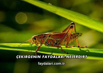 Çekirgenin Faydaları Nelerdir?