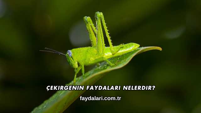 Çekirgenin Faydaları Nelerdir?