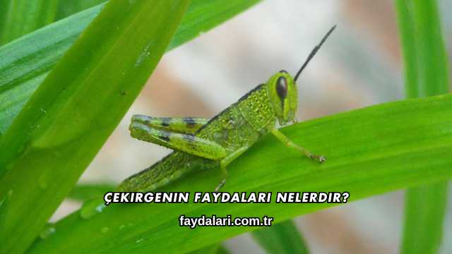 Çekirgenin Faydaları Nelerdir?