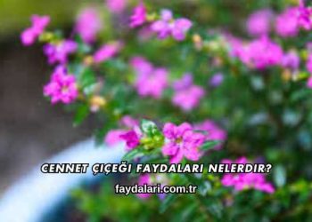 Cennet Çiçeği Faydaları Nelerdir?