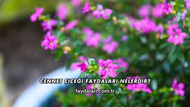 Cennet Çiçeği Faydaları Nelerdir?
