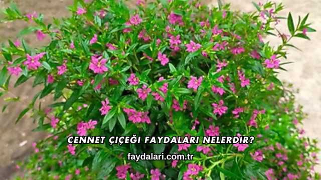 Cennet Çiçeği Faydaları Nelerdir?