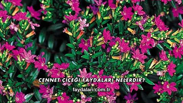 Cennet Çiçeği Faydaları Nelerdir?