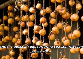 Cennet Hurması Kurusunun Faydaları Nelerdir?