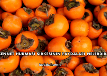 Cennet Hurması Sirkesinin Faydaları Nelerdir?