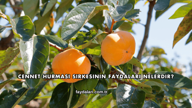Cennet Hurması Sirkesinin Faydaları Nelerdir?